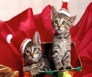 пазл Два котенка с Санта Клаусом Hat в подарочной &amp;#1082